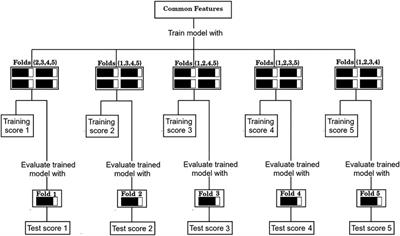 A Machine Learning Model to Predict Drug Transfer Across the Human Placenta Barrier